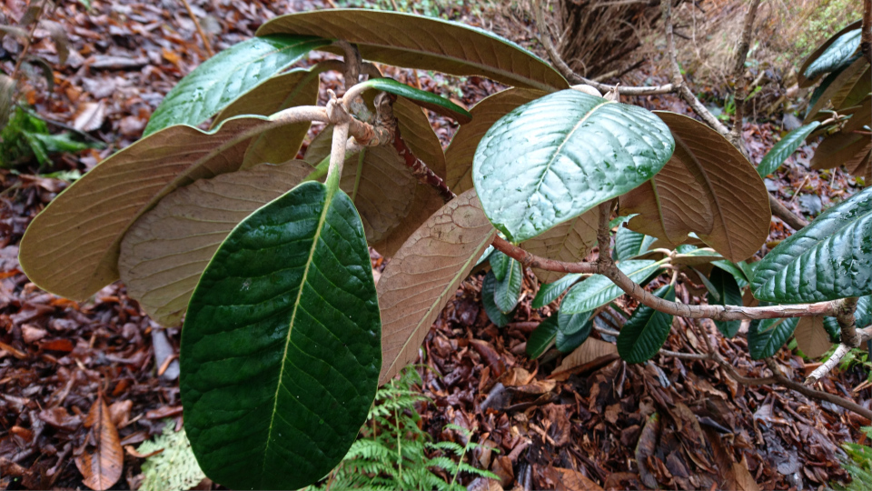 Королевский рододендрон (лат. Rhododendron rex). Ботанический сад Орхус 8 января 2023, Дания 