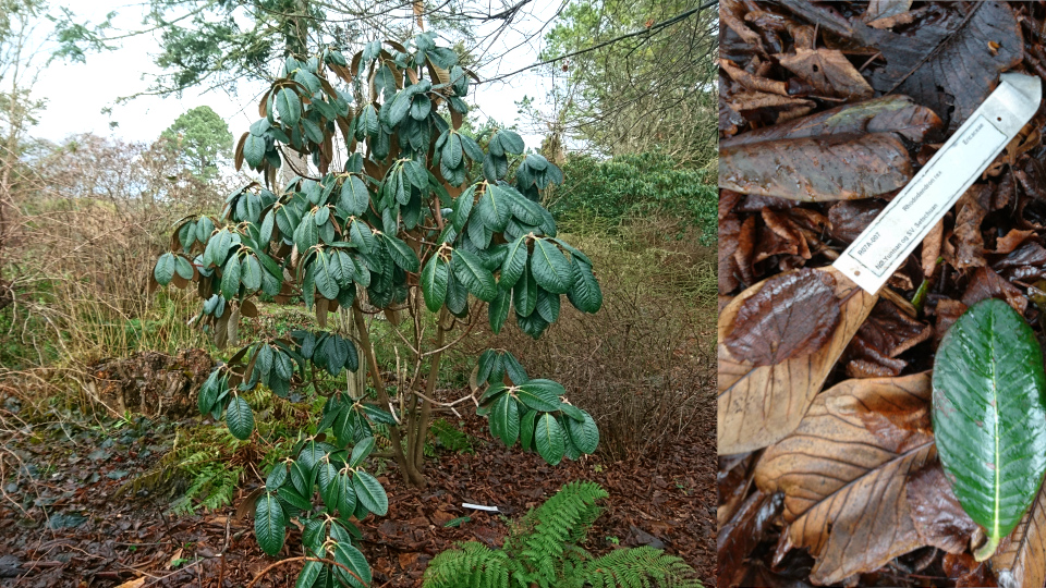 Королевский рододендрон (лат. Rhododendron rex). Ботанический сад Орхус 8 января 2023, Дания 