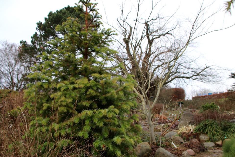 Куннингамия ланцетовидная (дат. Kinesisk Ligkistetræ, лат. Cunninghamia lanceolata). Ботанический сад Орхус 8 января 2023, Дания 