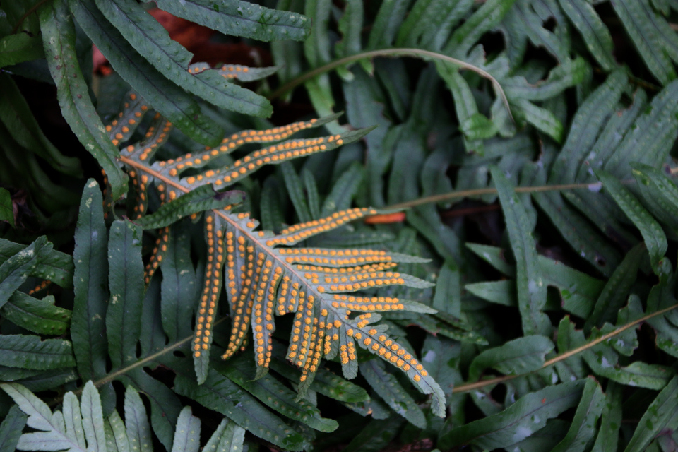 Многоножка южная (дат. Sydlig Engelsød, лат. Polypodium australe). Ботанический сад Орхус 8 января 2023, Дания 