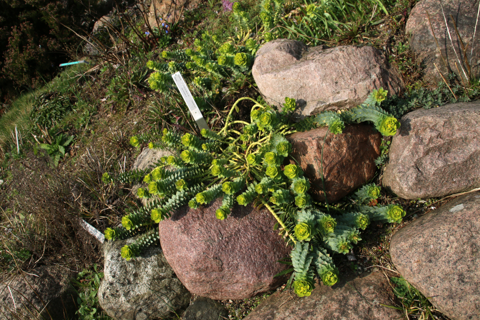 Молочай миртолистный (дат. Blågrøn vortemælk, лат. Euphorbia myrsinites). Ботанический сад г. Орхус, Дания. 30 мар. 2019