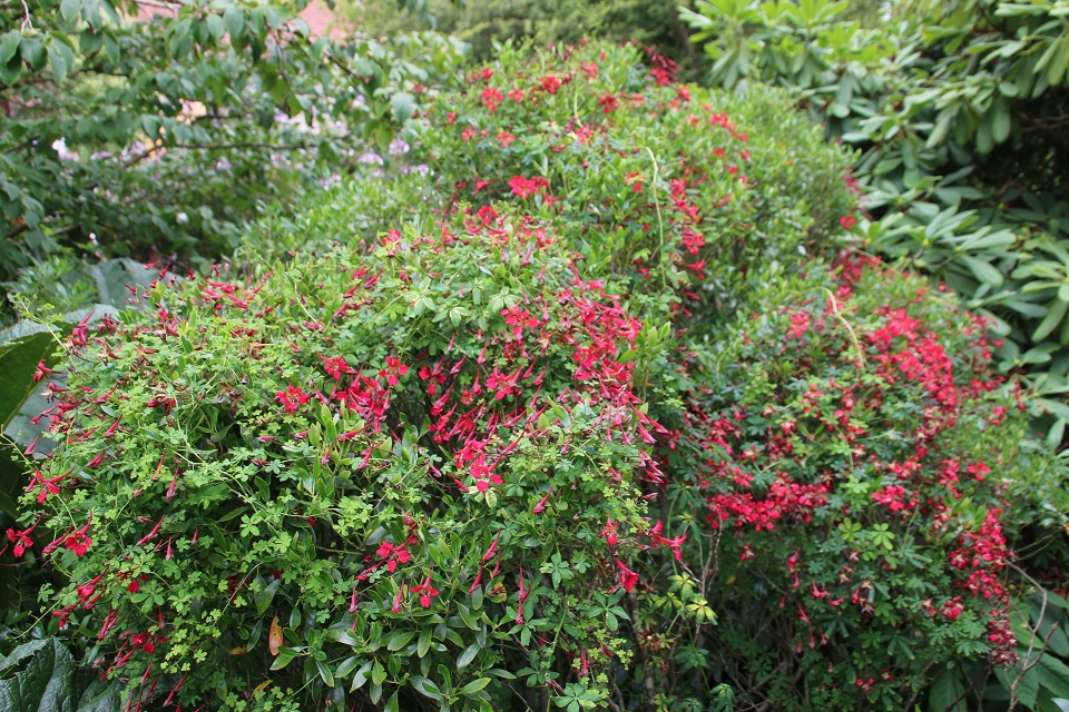 Настурция прекрасная Tropaeolum speciosum ботанический сад Орхус 4 августа 2021