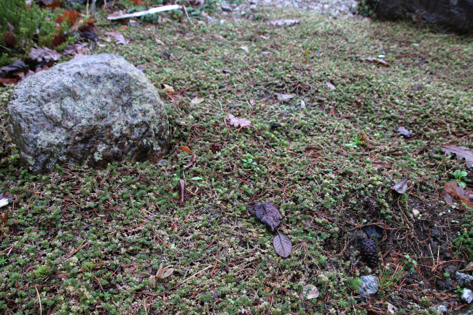 Приноготовник головчатый (лат. Paronychia capitata). Ботанический сад Орхус 8 января 2023, Дания 