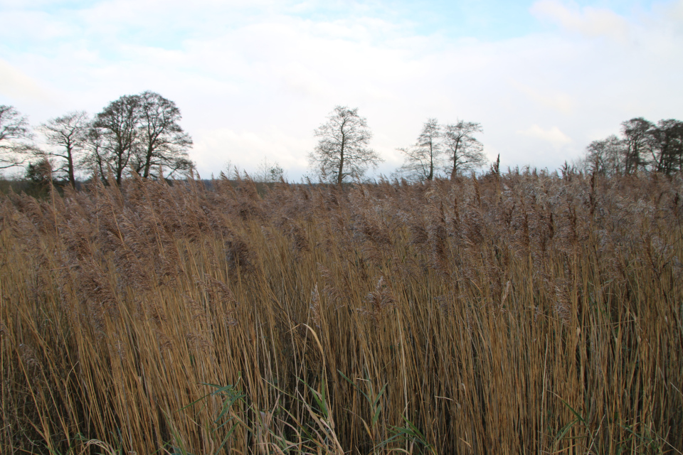 Тростник обыкновенный (дат. Tagrør, лат. Phragmites australis). Река Грам. Природа Грам, Дания. 18 нояб. 2022 