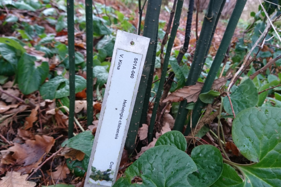 Хельвингия китайская (лат. Helwingia chinensis) . Ботанический сад Орхус 8 января 2023, Дания 