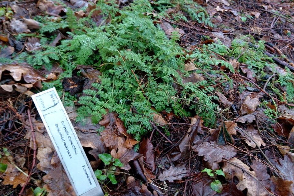 Хохлатка рассеченнолистная (дат. bregnebladet lærkespore, лат. Corydalis cheilanthifolia). Ботанический сад Орхус 8 января 2023, Дания 