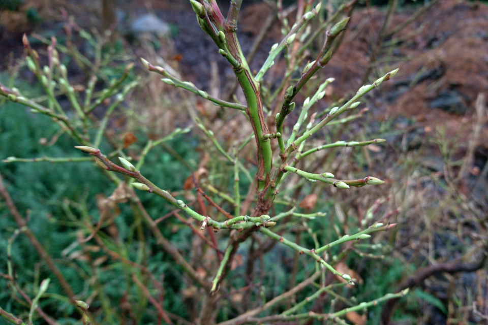 Черника Кавказская (лат. Vaccinium arctostaphylos). Ботанический сад Орхус 8 января 2023, Дания 