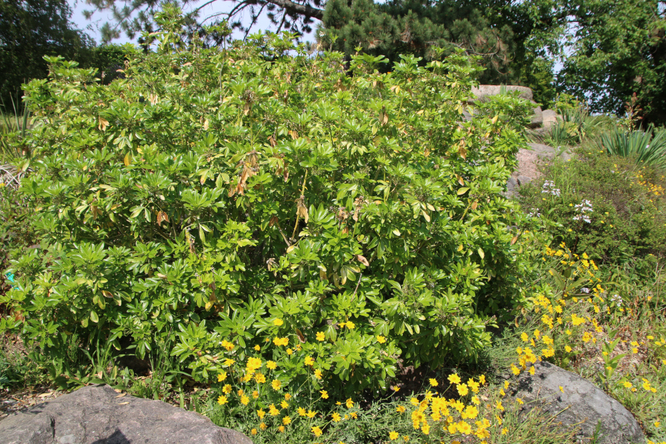 Шуазия тройчатая (дат. Orangeblomst, лат. Choisya ternata). Ботанический сад г. Орхус, Дания. 17 июня 2023 