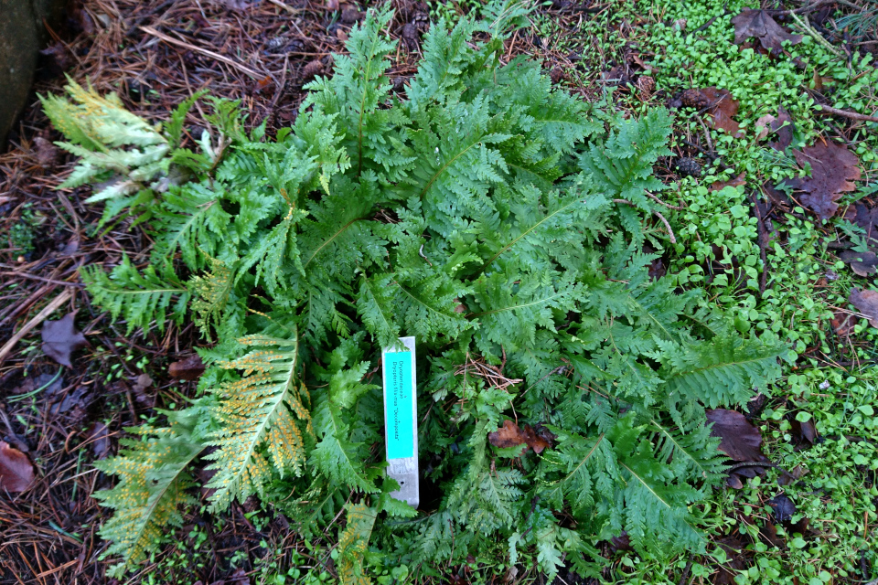 Щитовник мужской (дат. Mangeløv, лат. Dryopteris filix-mas 'Decomposita'). Ботанический сад Орхус 8 января 2023, Дания 