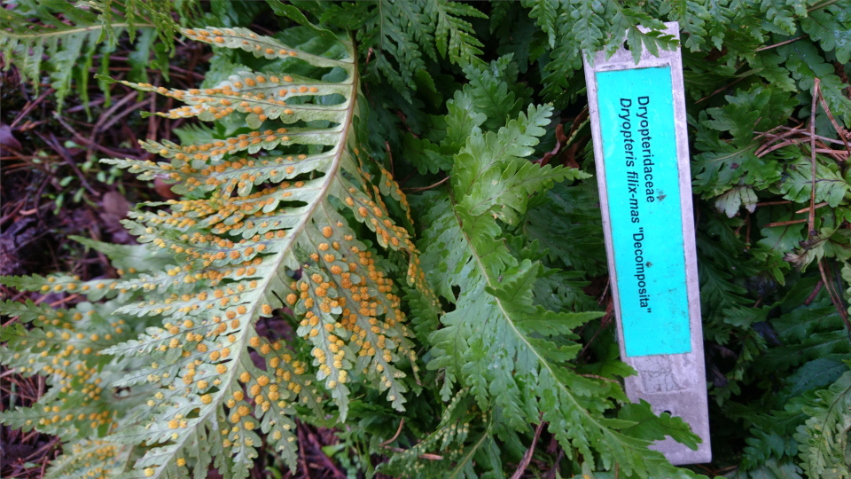 Щитовник мужской (дат. Mangeløv, лат. Dryopteris filix-mas 'Decomposita'). Ботанический сад Орхус 8 января 2023, Дания 