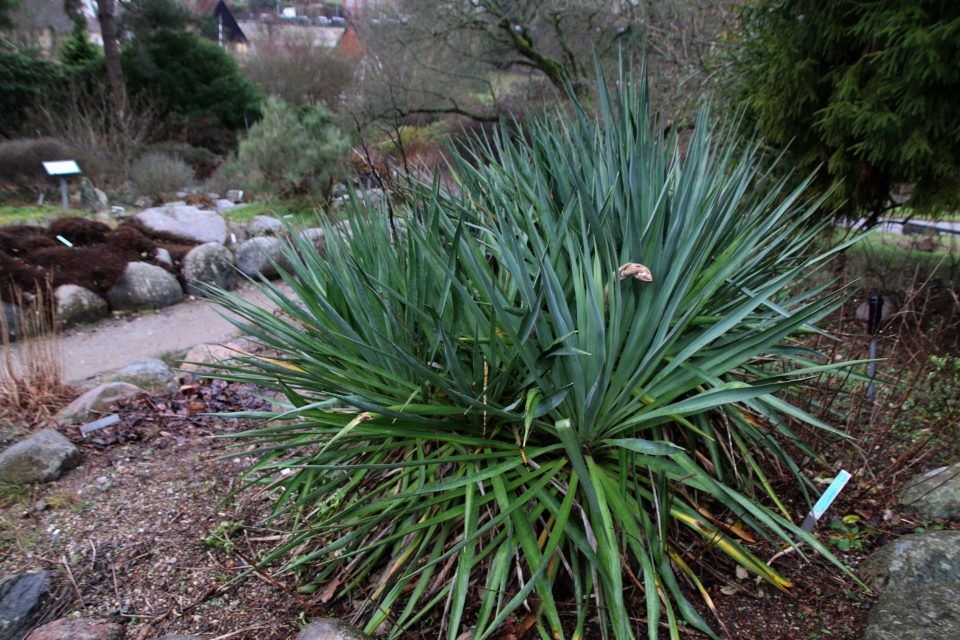 Юкка навахоа (дат. Navajo yucca, лат. Yucca baileyi var. navajoa). Ботанический сад Орхус 8 января 2023, Дания 