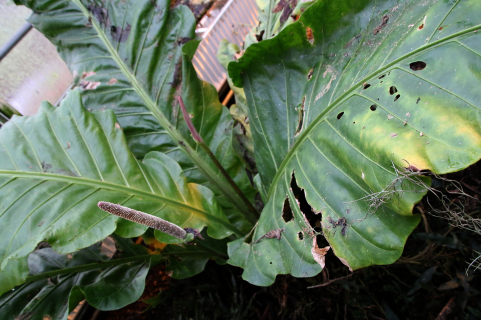 Антуриум домбеянум (лат. Anthurium dombeyanum Brongn. ex Engl.). 3 фев. 2023, ботанический сад, г. Орхус, Дания