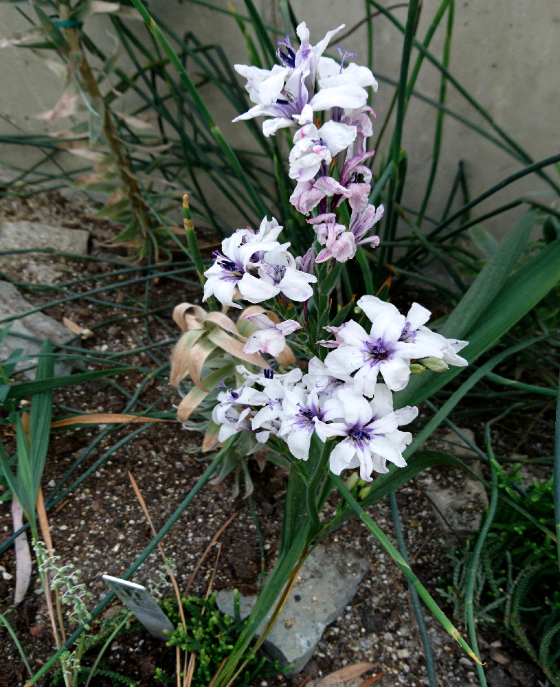 Бабиана ароматная (лат. Babiana fragrans), ботанический сад, г. Орхус, Дания. 30 мар. 2019