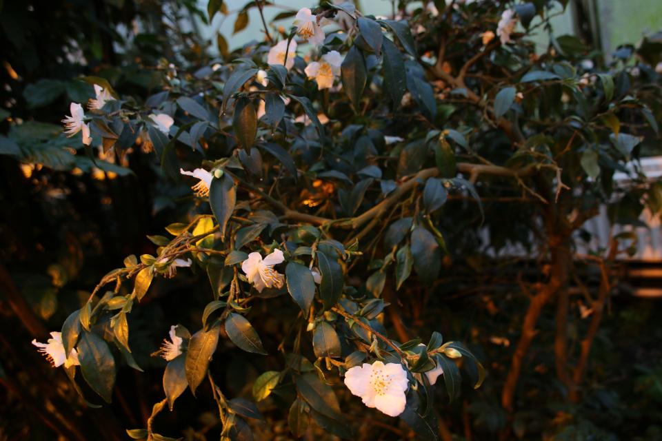 Камелия братская (лат. Camellia fraterna), ботанический сад г. Орхус, Дания. 3 фев. 2023