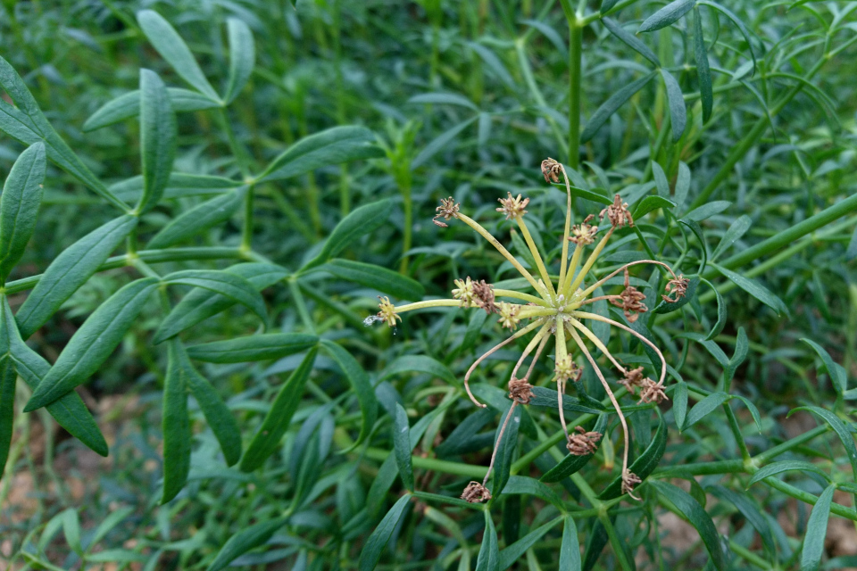 Критмум морской (дат. Strandfennikel, лат. Crithmum maritimum), ботанический сад г. Орхус, Дания. 10 мар. 2023