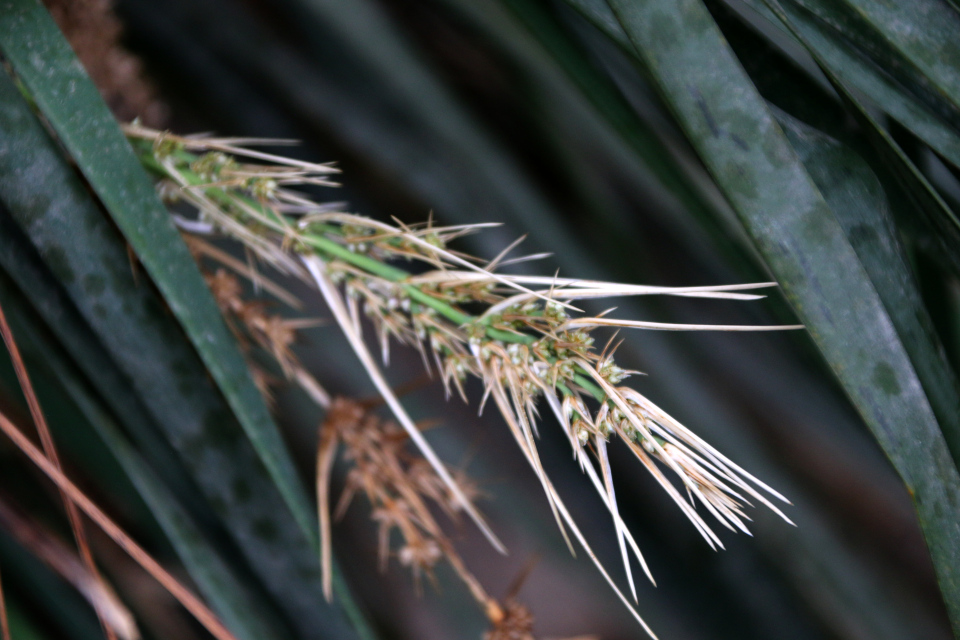 Соцветия (лат. Lomandra longifolia), ботанический сад г. Орхус, Дания. 10 мар. 2023