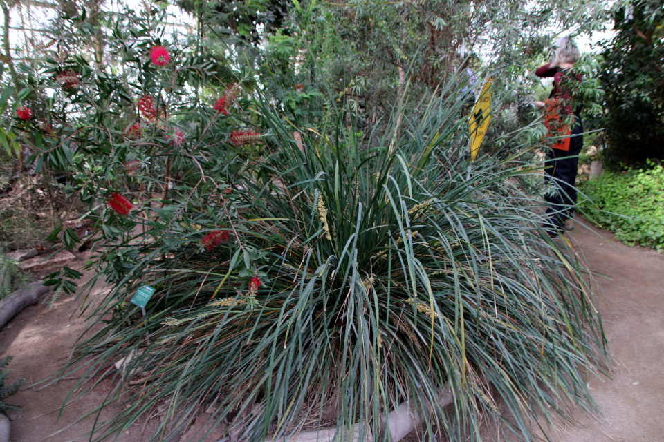 Ломандра длиннолистная (лат. Lomandra longifolia), ботанический сад г. Орхус, Дания. 25 мар. 2023