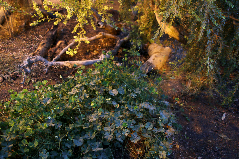 Марсилея драммонда (лат. Marsilea drummondii), ботанический сад г. Орхус, Дания. 3 фев. 2023