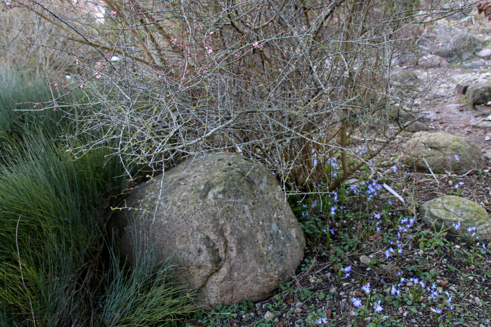 Микровишня или вишня мелкоплодная (лат. Microcerasus microcarpa var. diffusa). Ботанический сад Орхус, Дания. 25 марта 2023 