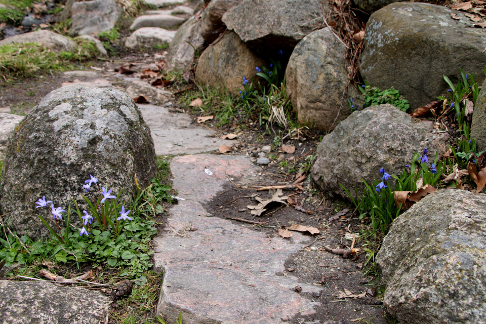 Пролеска Форбса (дат. almindelig snepryd, лат. Scilla forbesii). Ботанический сад Орхус 31 марта 2023 