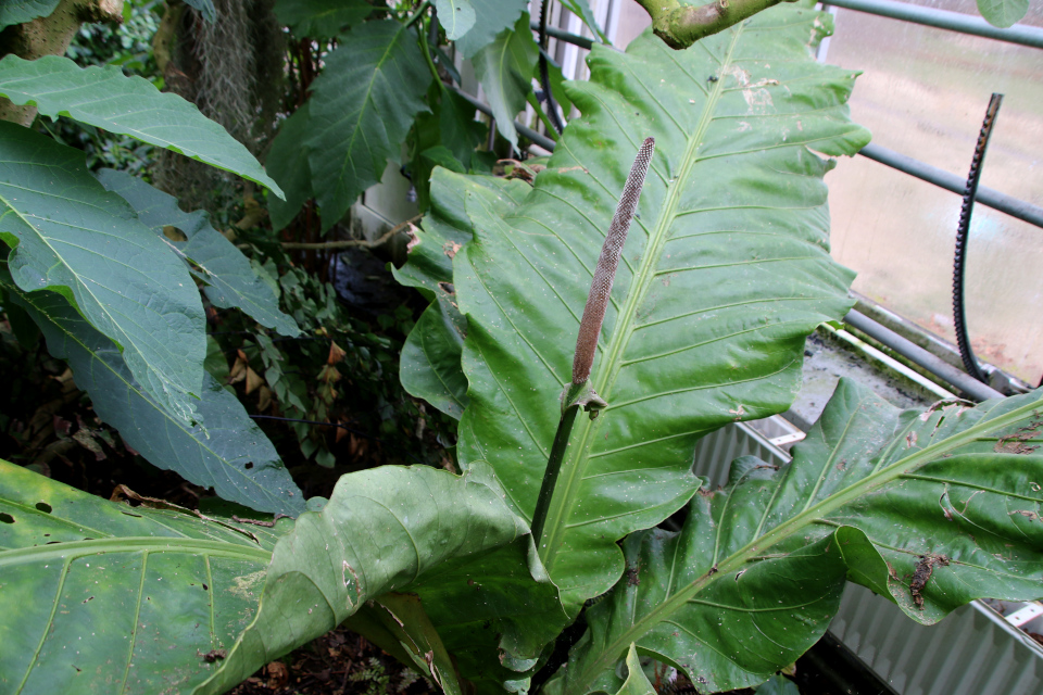 Антуриум домбеянум (лат. Anthurium dombeyanum Brongn. ex Engl.). 10 мар. 2023, ботанический сад, г. Орхус, Дания