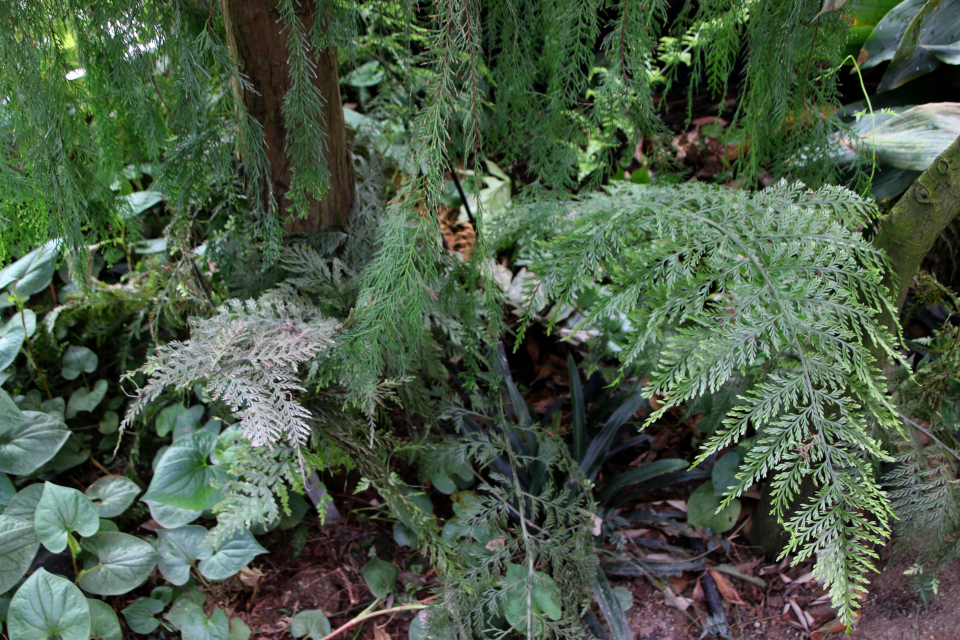 Живородящий Асплениум (дат. Gulerodsbregne, лат. Asplenium bulbiferum). 25 марта 2023, ботанический сад Орхус, Дания