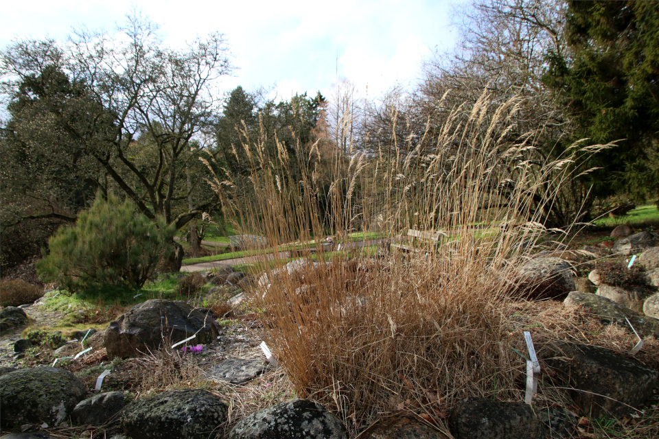 Вейник (дат. Rørhvene, лат. Calamagrostis). Ботанический сад Орхус, Дания. 25 марта 2023 