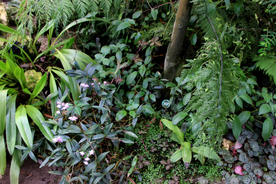 Дендробиум Кинга Dendrobium kingianum 19 февраля 2024, ботанический сад Орхус, Дания