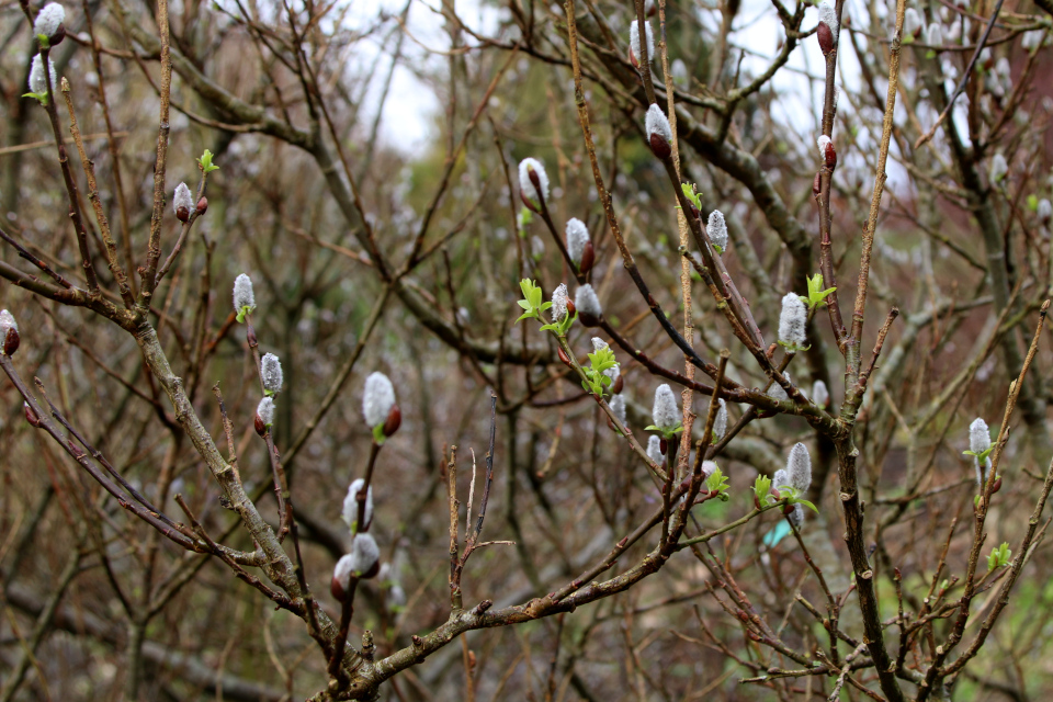 Ива ушастая (дат. Øret pil, лат. Salix aurita). Ботанический сад Орхус, Дания. 25 марта 2023 