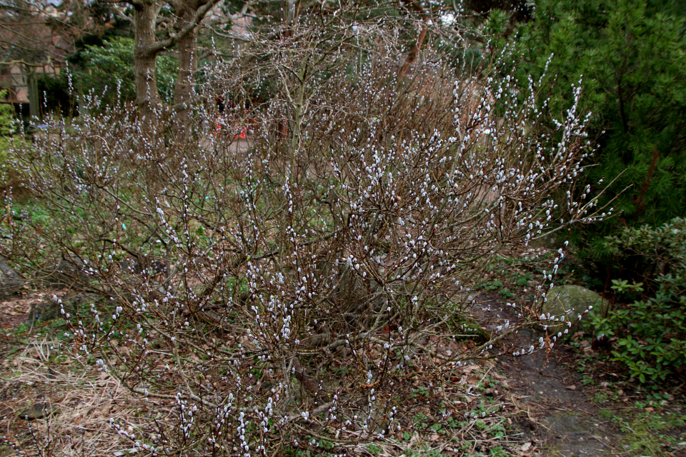 Ива ушастая (дат. Øret pil, лат. Salix aurita). Ботанический сад Орхус 25 марта 2023, Дания 