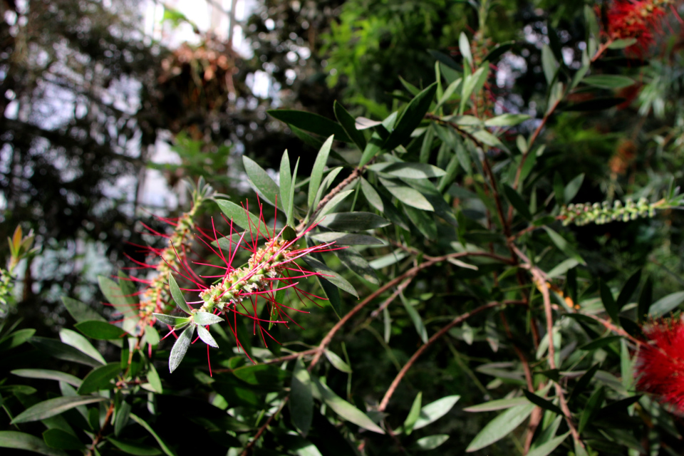 Каллистемон лимонный (дат. Højrød flaslerenser, лат. Callistemon citrinus). 10 марта 2023, ботанический сад Орхус, Дания