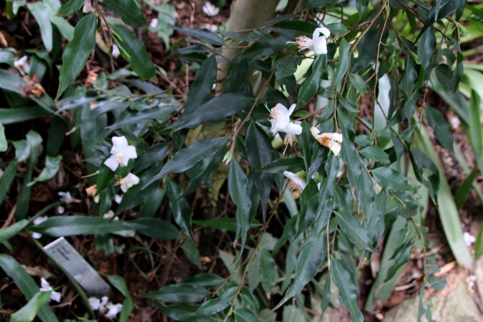 Камелия Тсаи (лат. Camellia tsaii). 10 мар. 2023, ботанический сад г. Орхус, Дания