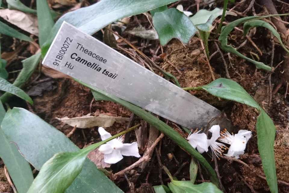 Камелия Тсаи (лат. Camellia tsaii). 10 мар. 2023, ботанический сад г. Орхус, Дания
