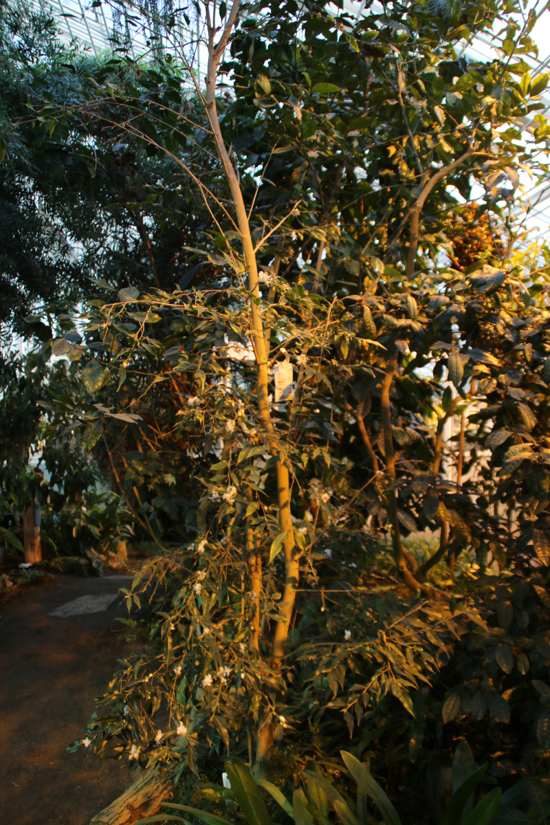Камелия Тсаи (лат. Camellia tsaii). 9 фев. 2019, ботанический сад г. Орхус, Дания