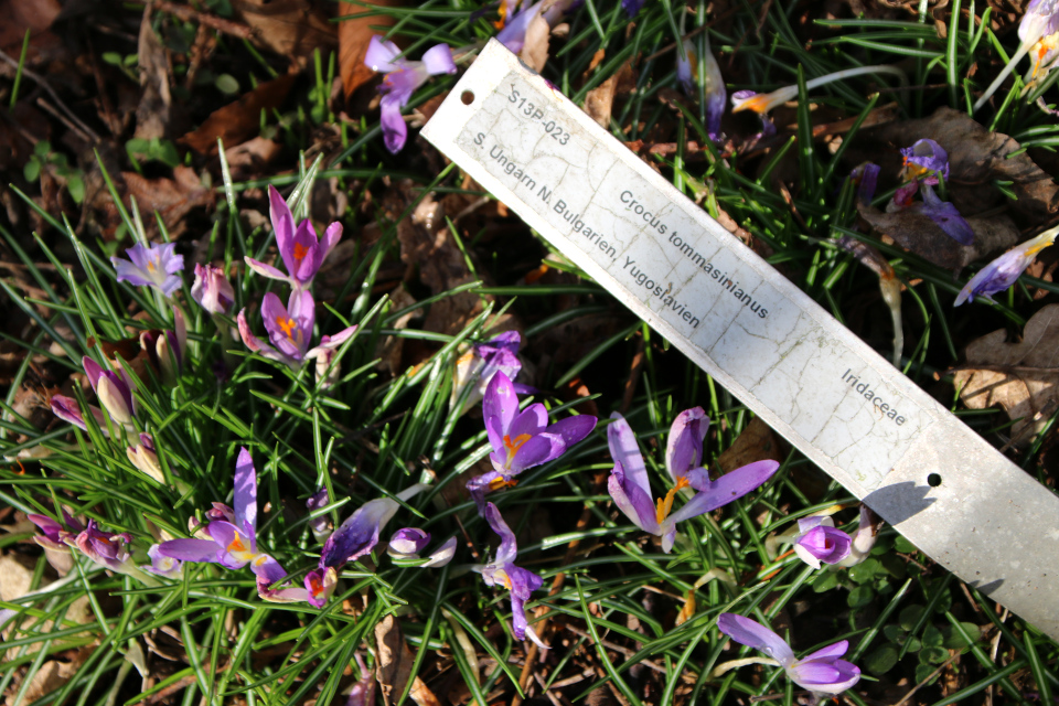 Крокус Томазини (дат. Snekrokus, лат. Crocus tommasinianus). Ботанический сад Орхус, Дания. 25 марта 2023 