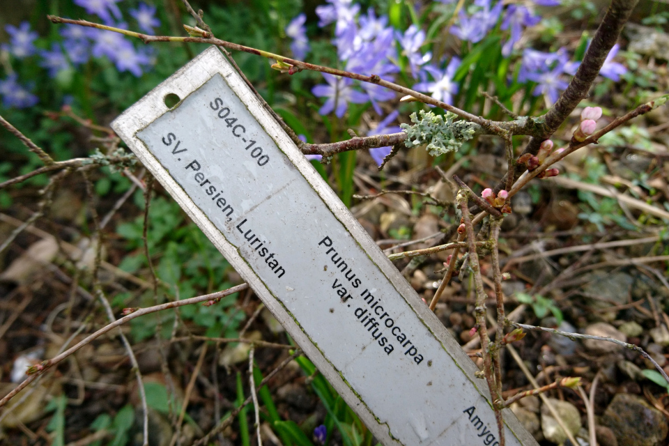Микровишня или вишня мелкоплодная (лат. Microcerasus microcarpa var. diffusa). Ботанический сад Орхус, Дания. 25 марта 2023 