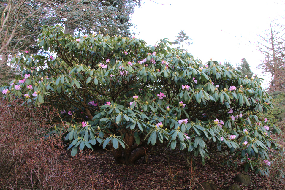 Рододендрон сычуаньский (лат. Rhododendron sutchuenense). Ботанический сад Орхус 25 марта 2023, Дания 