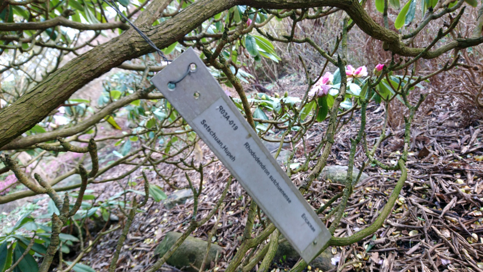 Рододендрон сычуаньский (лат. Rhododendron sutchuenense). Ботанический сад Орхус, Дания. 25 марта 2023 
