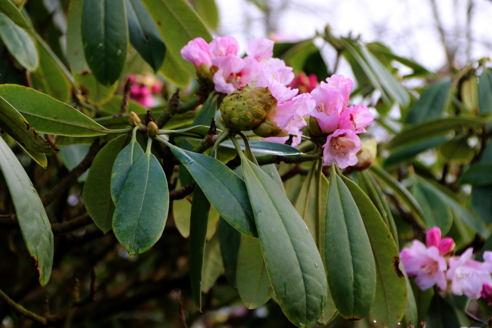 Рододендрон сычуаньский (лат. Rhododendron sutchuenense). Ботанический сад Орхус 25 марта 2023, Дания 