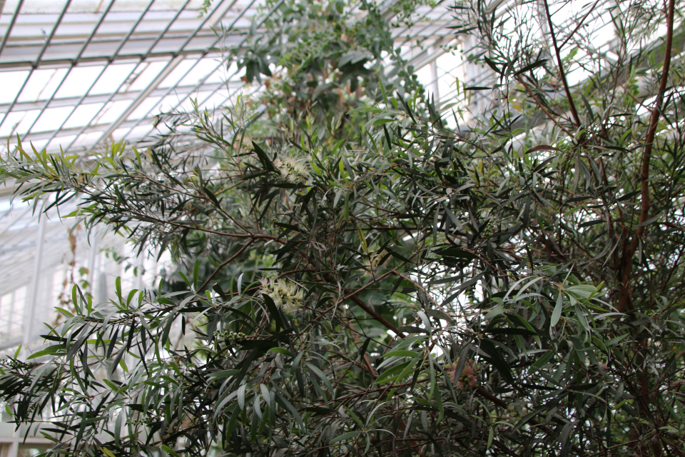 Лавандовое чайное дерево (лат. Melaleuca ericifolia), ботанический сад Орхус, Дания. 24 марта 2023 