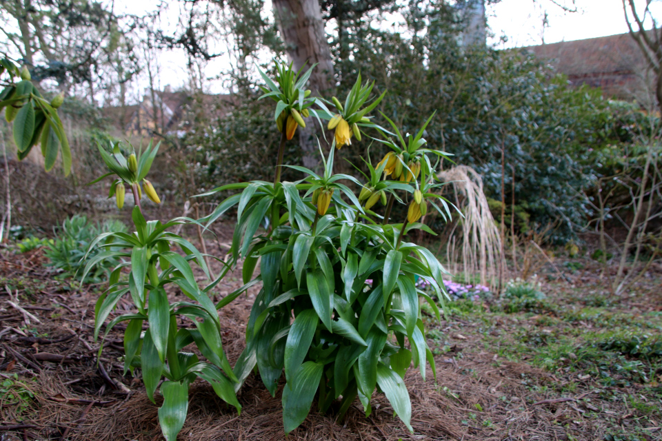 Рябчик (дат. Vibeæg, лат. Fritillaria imperialis). Ботанический сад Орхус 25 марта 2023, Дания 