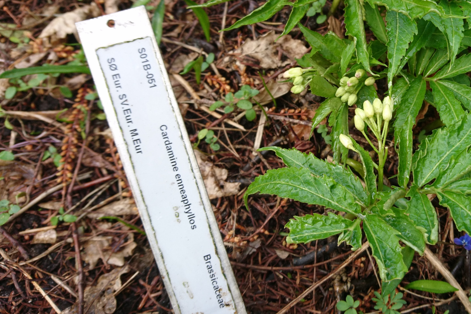 Сердечник девятилистный (лат. Cardamine enneaphyllos (L.) Crantz). Ботанический сад Орхус 25 марта 2023 