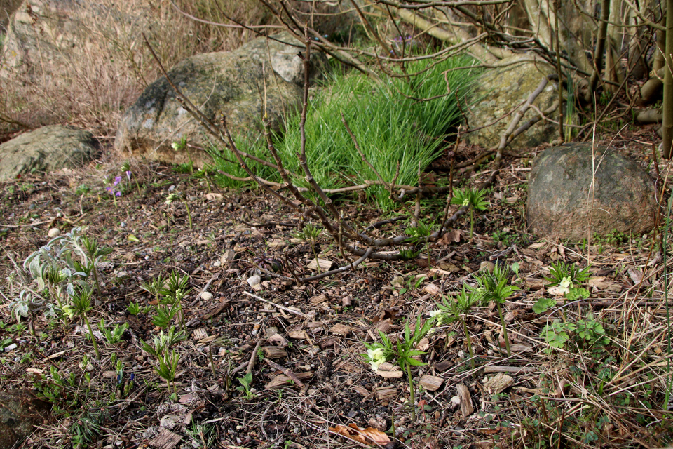 Сердечник девятилистный (лат. Cardamine enneaphyllos). Ботанический сад Орхус, Дания. 25 марта 2023 