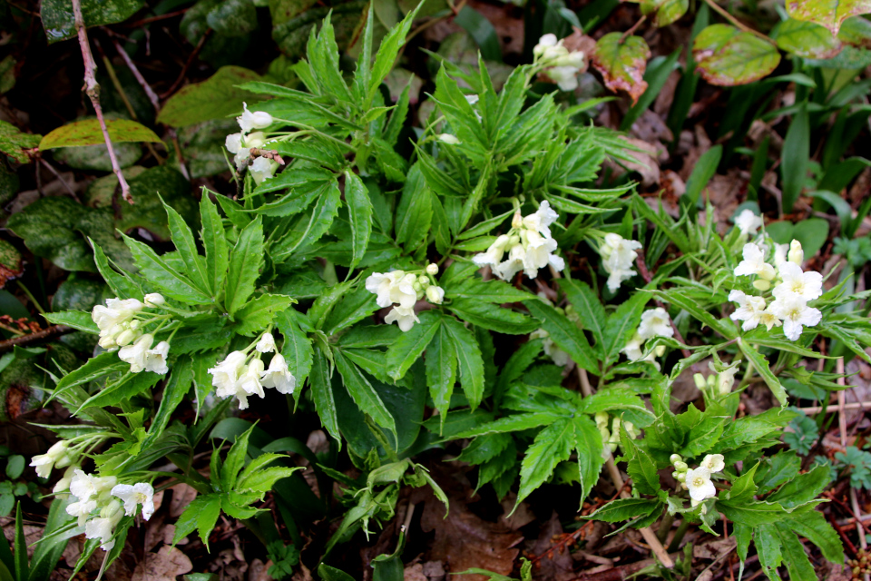 Сердечник девятилистный (лат. Cardamine enneaphyllos). Ботанический сад Орхус, Дания. 25 марта 2023 