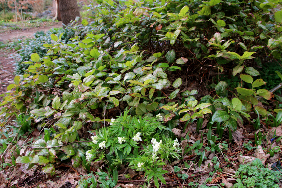 Сердечник девятилистный (лат. Cardamine enneaphyllos (L.) Crantz). Ботанический сад Орхус 25 марта 2023 