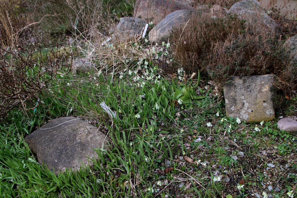 Хохлатка полая (дат. Hulrodet lærkespore, лат. Corydalis cava). Ботанический сад Орхус, Дания. 25 марта 2023 