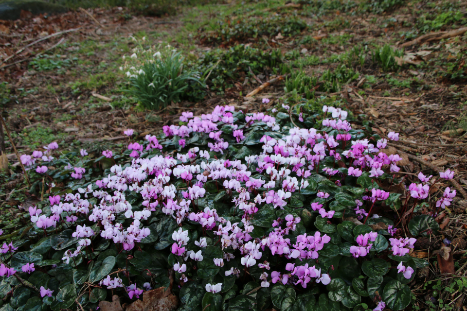 Первоцвет. Цикламен (дат. alpeviol, лат. cyclamen). Ботанический сад Орхус 25 марта 2023, Дания 