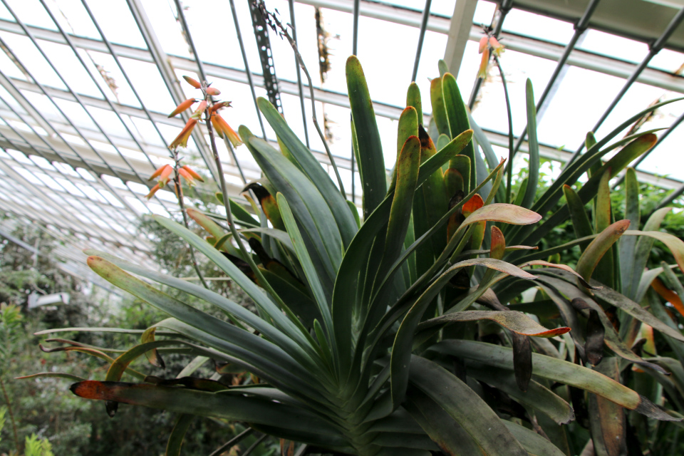 Алоэ складчатое (дат. Træ Aloe, лат. Aloe plicatilis). 31 марта 2023, ботанический сад Орхус, Дания