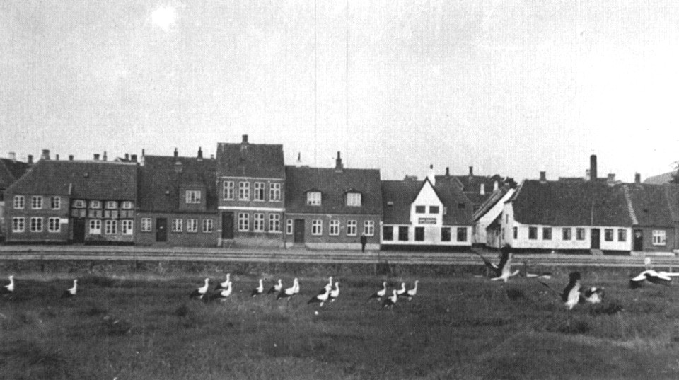 Аисты на на маршевом лугу Hovedengen , Рибе, Дания. Фотография 1930-х годов
