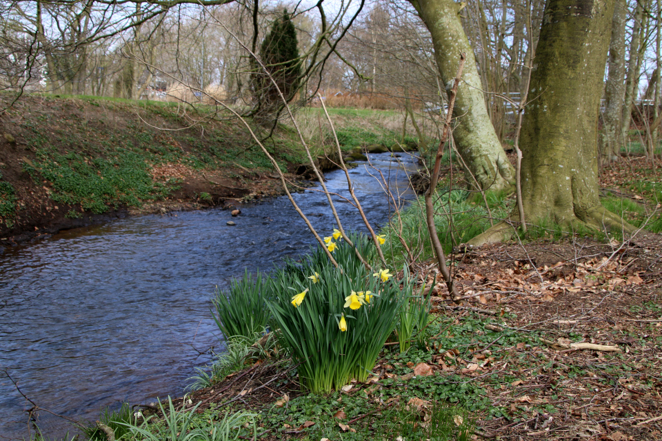 Нарцисс жёлтый (дат. Påskelilje, лат. Narcissus pseudonarcissus). Конгео (Kongeå, Foldingbro), Дания. 8 апр. 2023 